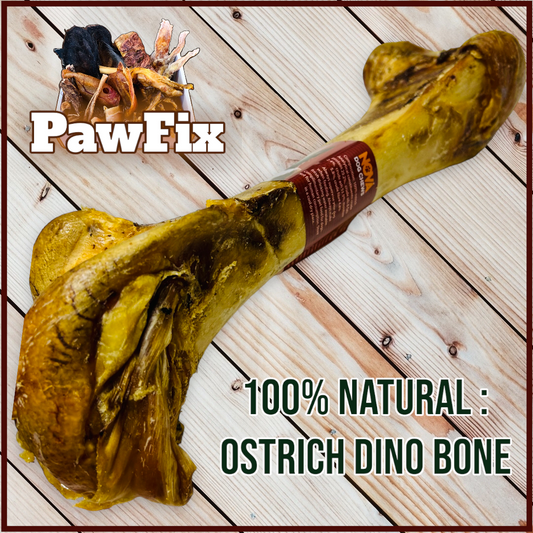 100% Natural Ostrich Dino Bone