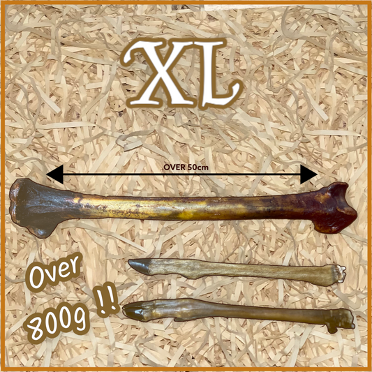 100% Natural XL Ostrich Cave Man Bone