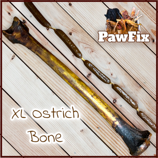 100% Natural XL Ostrich Cave Man Bone