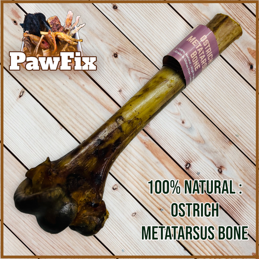 Ostrich Metatarsus Bone