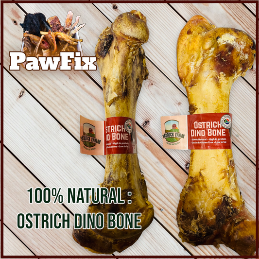 100% Natural Ostrich Dino Bone